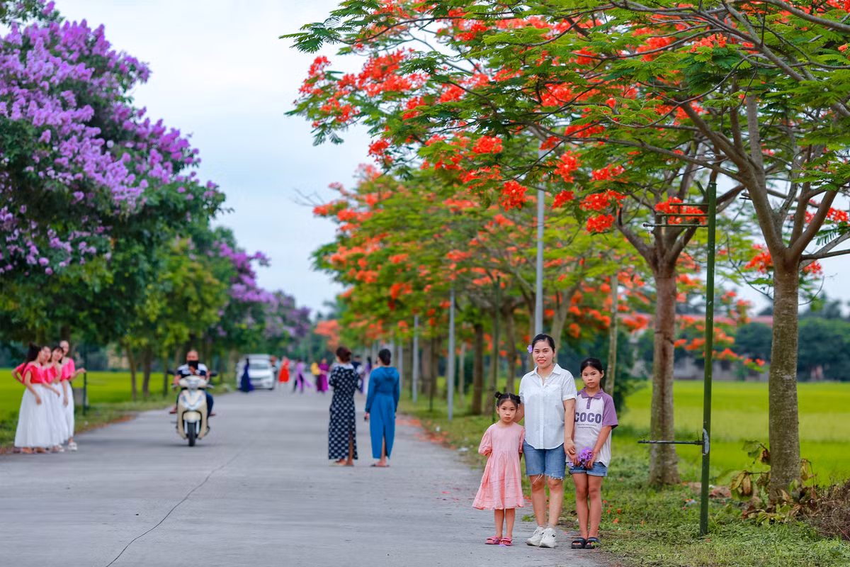 Con duong ben do ruc hoa phuong, ben tim lim bang lang-Hinh-2