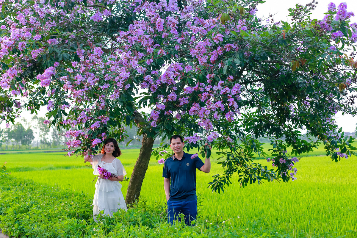 Con duong ben do ruc hoa phuong, ben tim lim bang lang-Hinh-4