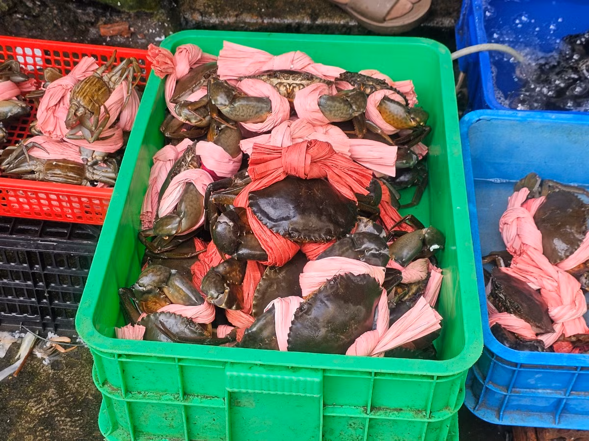 ...đến cua, ghẹ, tôm, mực...