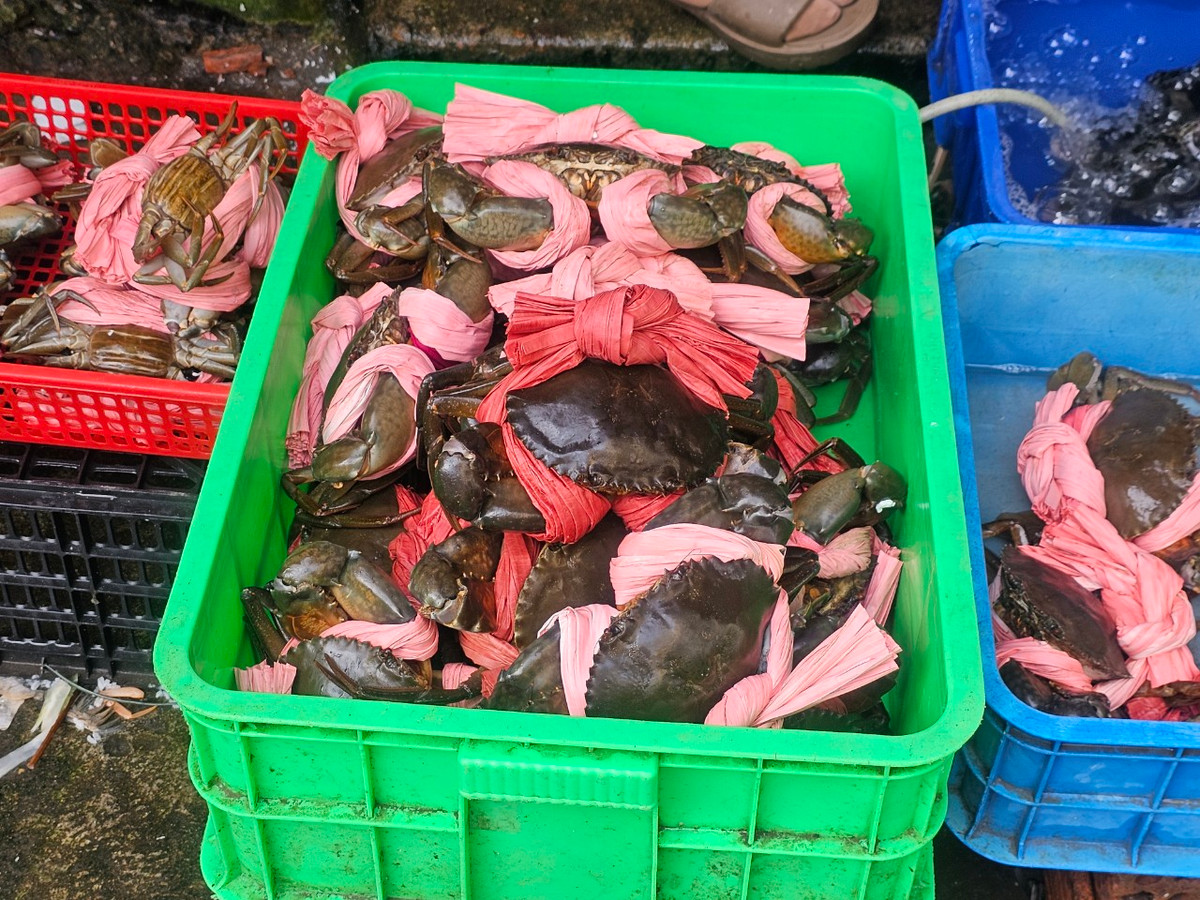 ...đến cua, ghẹ, tôm, mực...