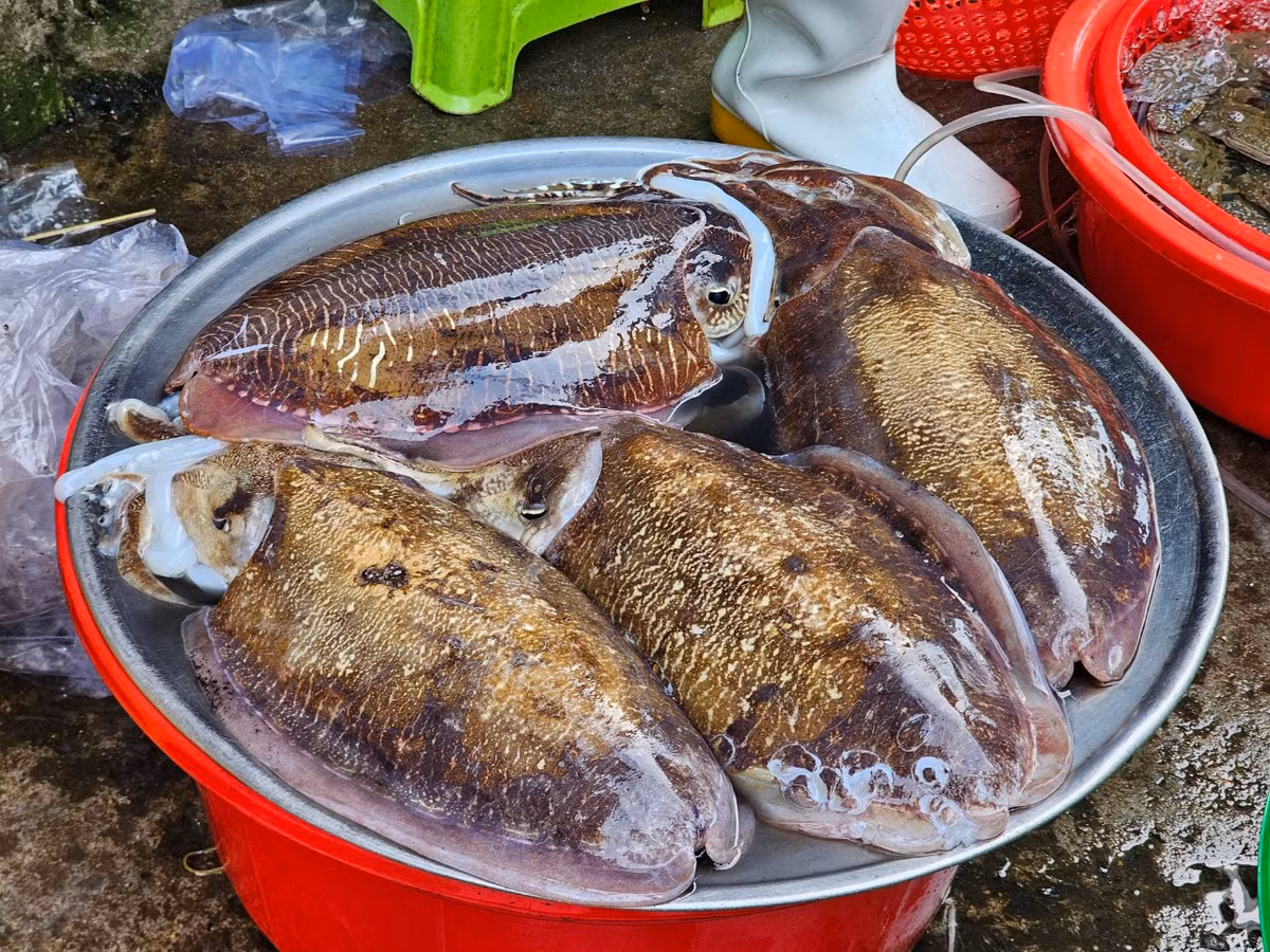 ...đến các loại mực còn "nhấp nháy".