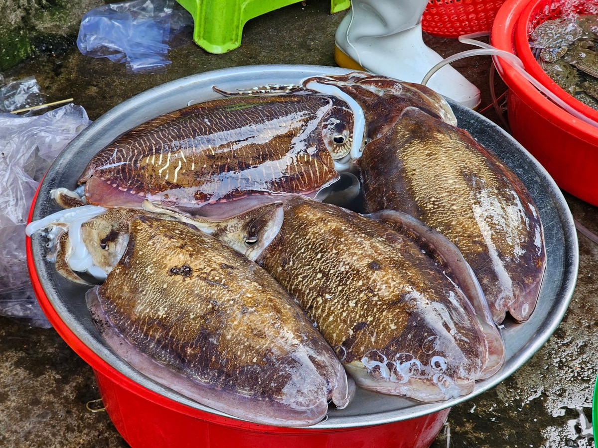 ...đến các loại mực còn "nhấp nháy".