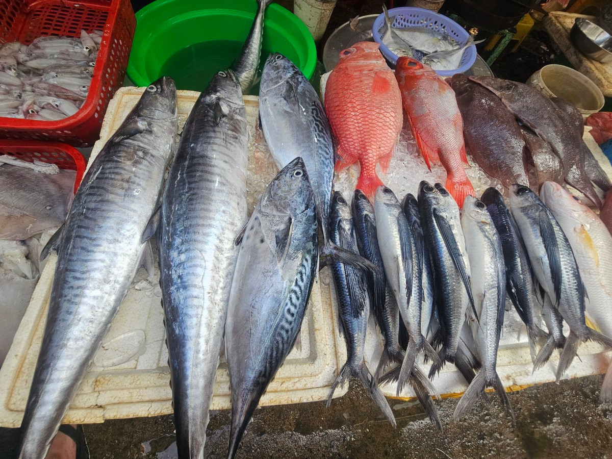 Các loại hải sản được thu mua từ những tàu đánh cá trở về vào đầu giờ chiều và vào thẳng chợ nên còn tươi nguyên. Nhiều tiểu thương còn tranh thủ mang hải sản từ các thuyền gần bờ ở Hội An (Quảng Nam) ra bán ngay trong ngày.