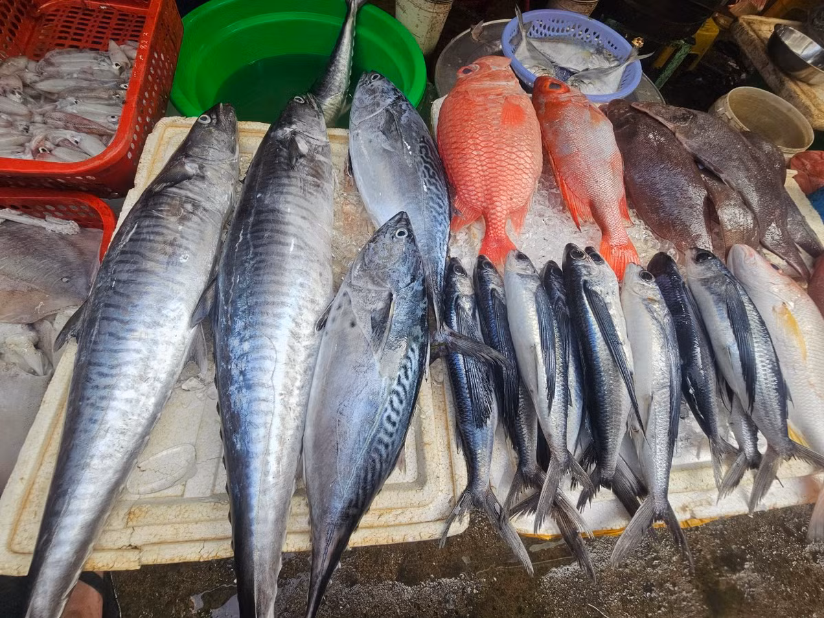 Các loại hải sản được thu mua từ những tàu đánh cá trở về vào đầu giờ chiều và vào thẳng chợ nên còn tươi nguyên. Nhiều tiểu thương còn tranh thủ mang hải sản từ các thuyền gần bờ ở Hội An (Quảng Nam) ra bán ngay trong ngày.