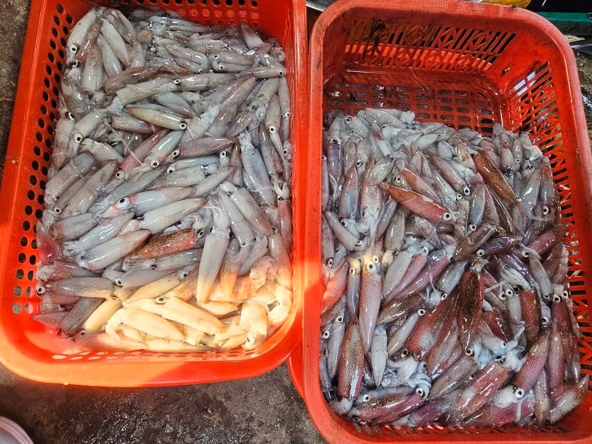 Nhiều du khách lần đầu đến chợ phải xuýt xoa về độ tươi ngon của các loại hải sản.