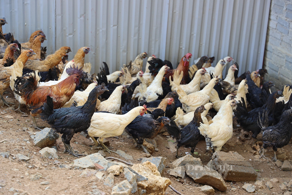 Thầy giáo người Kinh lập nghiệp ở Sơn La, nuôi gà Mông giống - Hình 4 Thay giao nguoi Kinh lap nghiep o Son La, nuoi ga Mong giong-Hinh-4