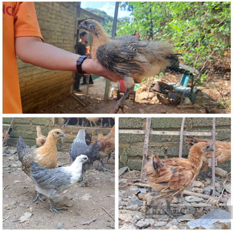 Thầy giáo người Kinh lập nghiệp ở Sơn La, nuôi gà Mông giống - Hình 2 Thay giao nguoi Kinh lap nghiep o Son La, nuoi ga Mong giong-Hinh-2