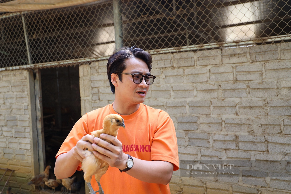 Thầy giáo người Kinh lập nghiệp ở Sơn La, nuôi gà Mông giống - Hình 5 Thay giao nguoi Kinh lap nghiep o Son La, nuoi ga Mong giong-Hinh-5