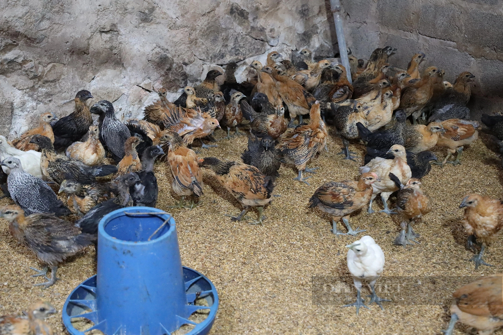 Thầy giáo người Kinh lập nghiệp ở Sơn La, nuôi gà Mông giống - Hình 6 Thay giao nguoi Kinh lap nghiep o Son La, nuoi ga Mong giong-Hinh-6