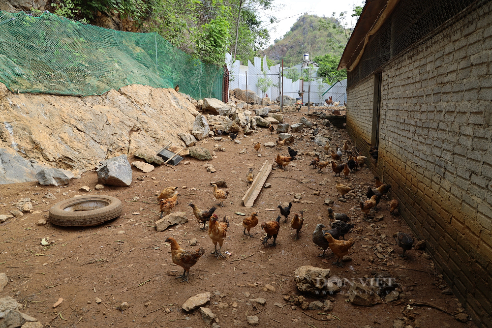 Thầy giáo người Kinh lập nghiệp ở Sơn La, nuôi gà Mông giống - Hình 3 Thay giao nguoi Kinh lap nghiep o Son La, nuoi ga Mong giong-Hinh-3