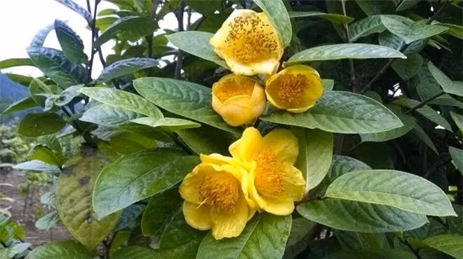 Cây trà hoa vàng khi nở hoa phát ra ánh sáng vàng rực. Cánh hoa mỏng manh khum khum trong đài hoa như đĩnh vàng óng ánh tinh xảo. Hoa trà vàng thơm ngát và bán ngoài thị trường lên tới vài triệu đồng một cân.