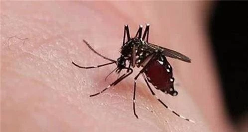 Bí quyết để người châu Phi không bao giờ bị muỗi đốt Bi quyet de nguoi chau Phi khong bao gio bi muoi dot