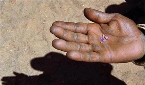 Bí quyết để người châu Phi không bao giờ bị muỗi đốt - Hình 3 Bi quyet de nguoi chau Phi khong bao gio bi muoi dot-Hinh-3