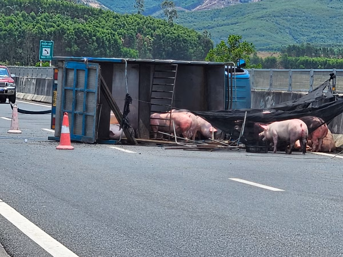 Tại hiện trường, xe tải chở lợn lật ngang, toàn bộ thùng xe bung ra.