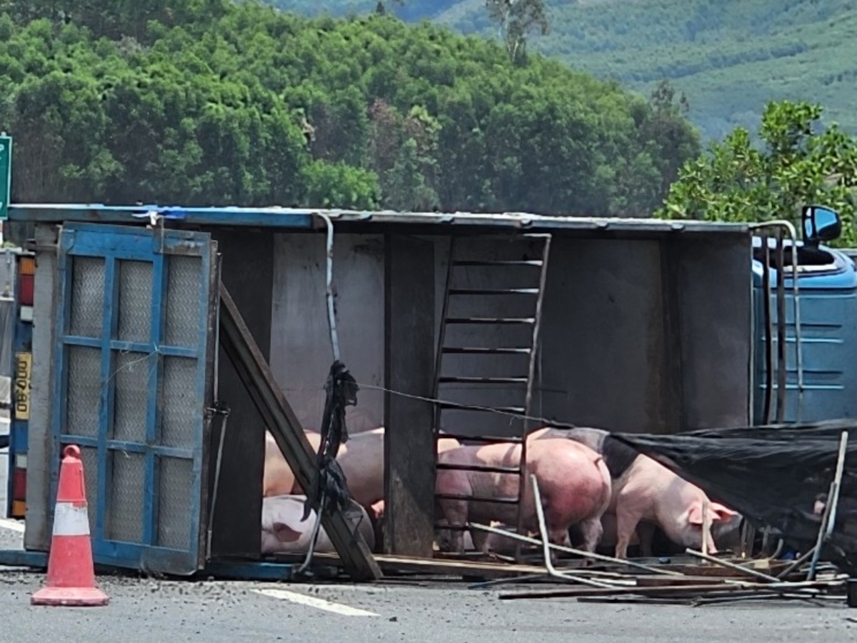 Đàn lợn hàng chục con trên xe ùa xuống đường, thong dong "đi dạo" trên cao tốc.