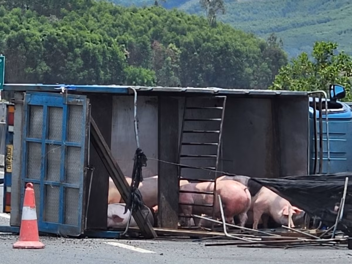 Đàn lợn hàng chục con trên xe ùa xuống đường, thong dong "đi dạo" trên cao tốc.