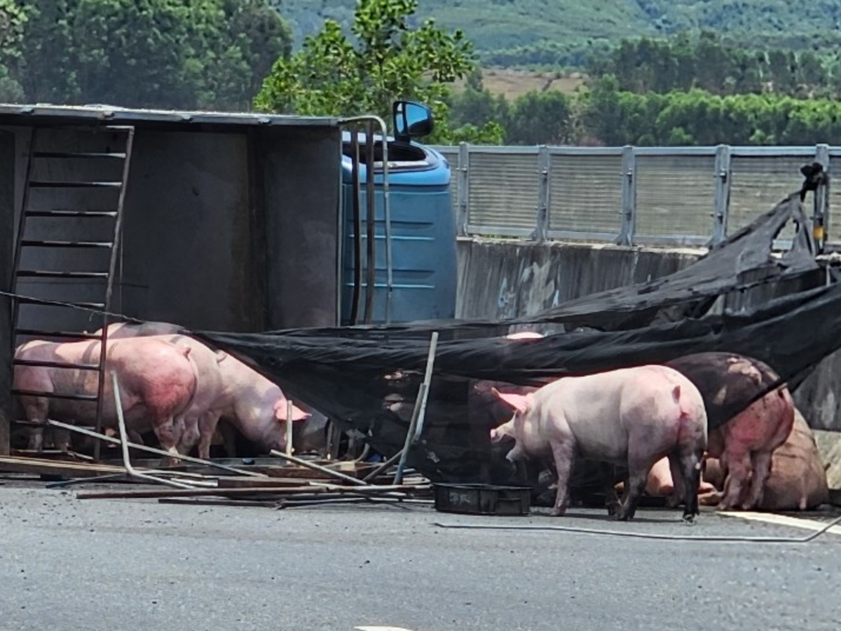 Sau một hồi thong dong đi dạo, đàn lợn đã được lùa vào một góc gần thùng xe, đợi phương tiện đến hỗ trợ di chuyển.