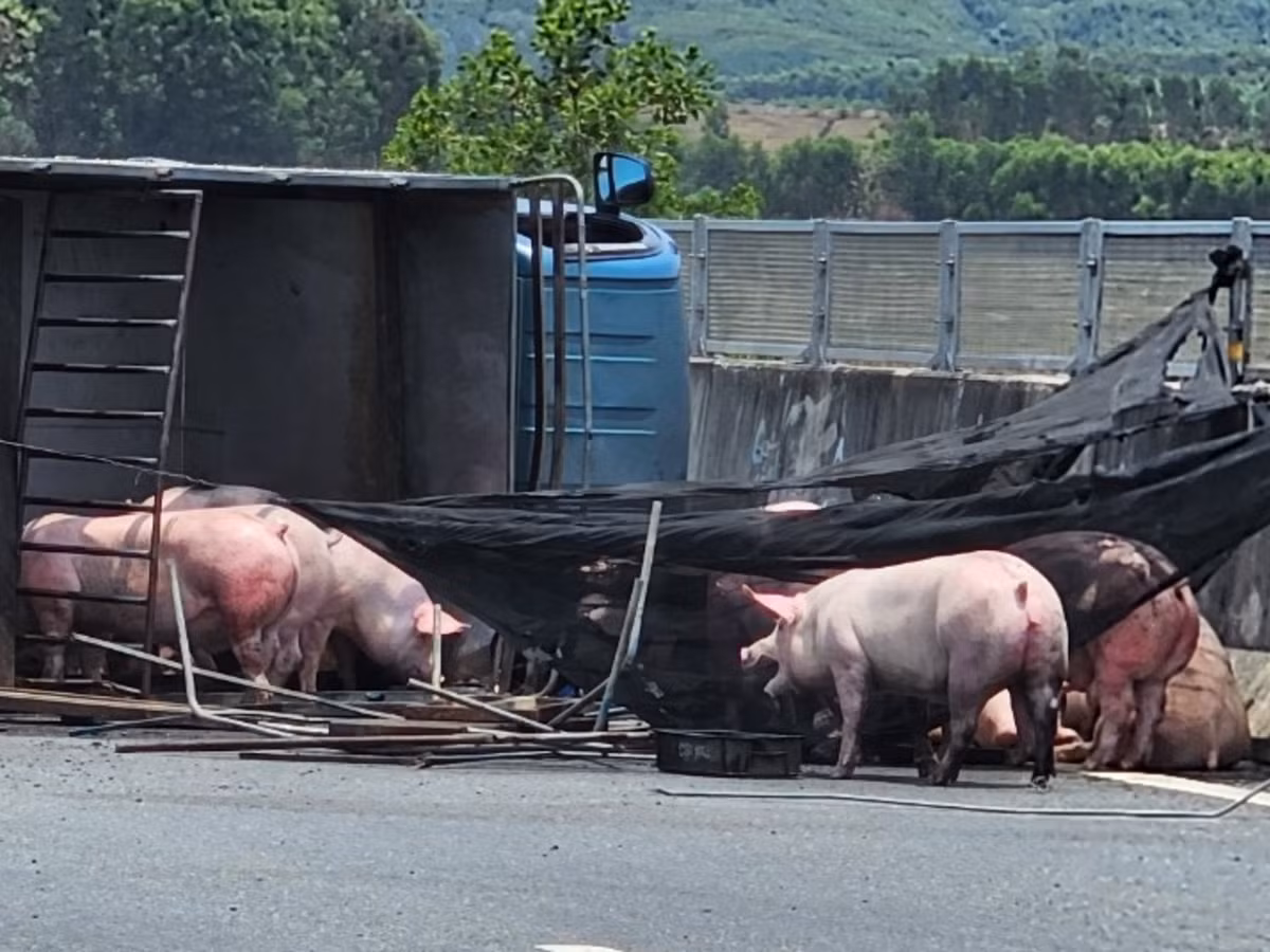 Sau một hồi thong dong đi dạo, đàn lợn đã được lùa vào một góc gần thùng xe, đợi phương tiện đến hỗ trợ di chuyển.