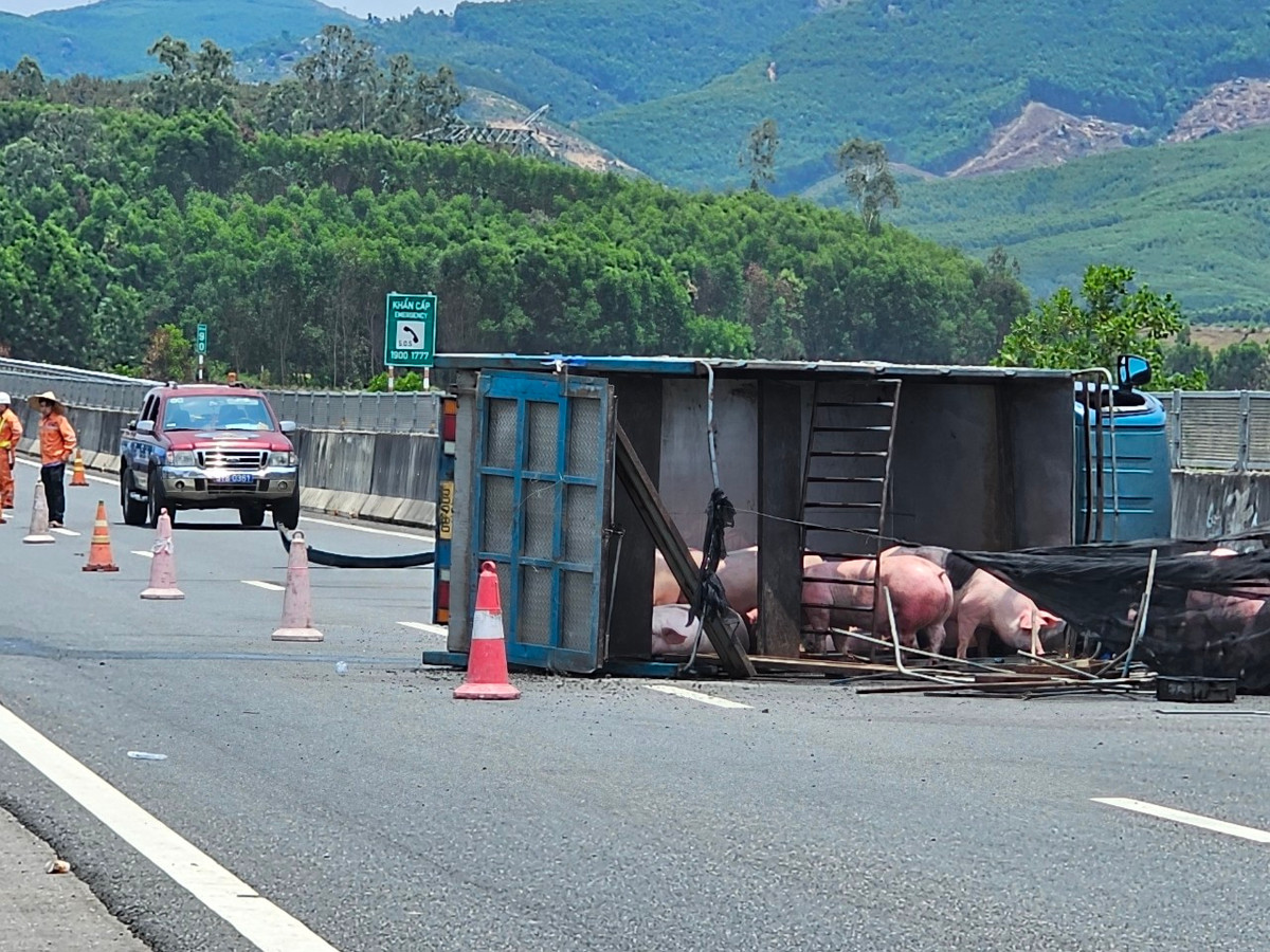 Lực lượng chức năng phân luồng giao thông, đồng thời cắt cử nhân sự canh chừng đàn lợn vừa "xổng chuồng".