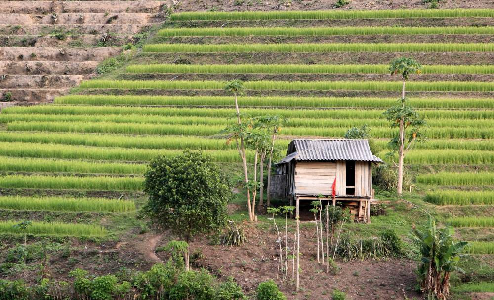 Một ngôi nhà nép mình bên sườn núi, bên cạnh là những ruộng lúa bậc thang “đang độ con gái“, trông đẹp đến nao lòng. Ảnh: Quách Du