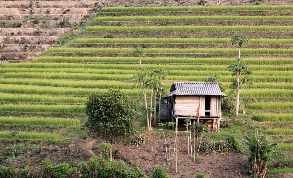 Một ngôi nhà nép mình bên sườn núi, bên cạnh là những ruộng lúa bậc thang “đang độ con gái“, trông đẹp đến nao lòng. Ảnh: Quách Du