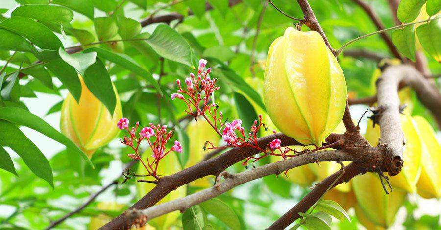 Tac dung giam mo mau, chong ung thu cua qua khe