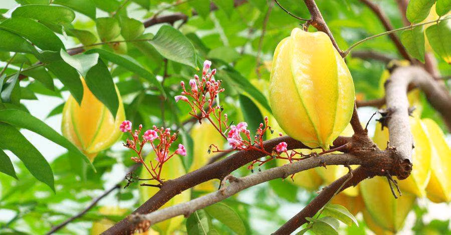 Tac dung giam mo mau, chong ung thu cua qua khe