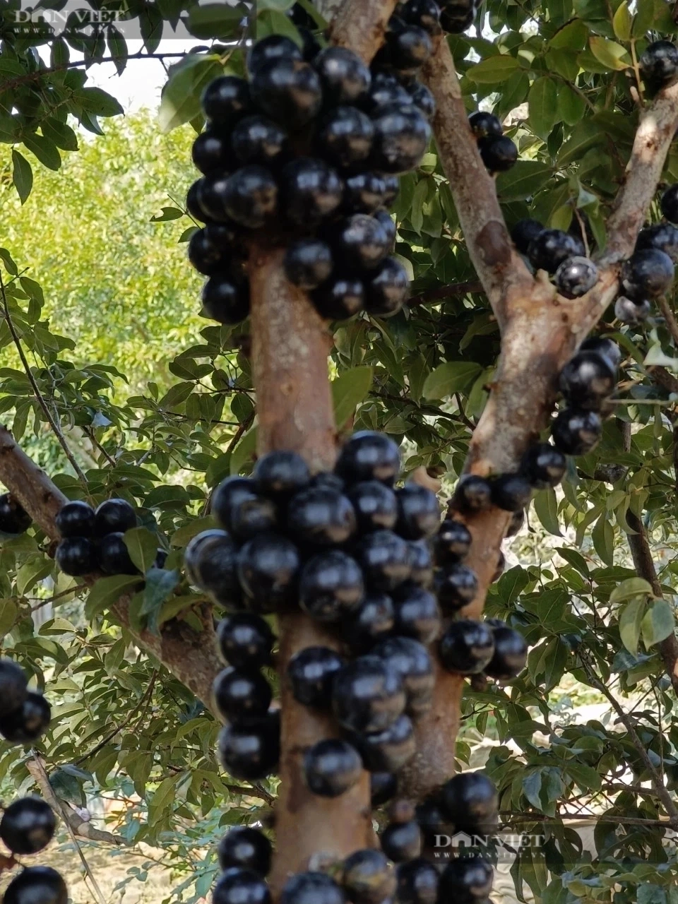 Vuon nho than go doc la cua mot nong dan Son La hut khach-Hinh-3