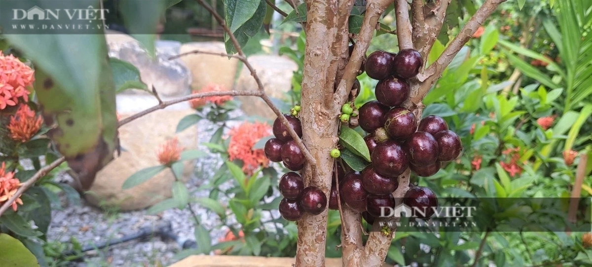 Vuon nho than go doc la cua mot nong dan Son La hut khach-Hinh-5