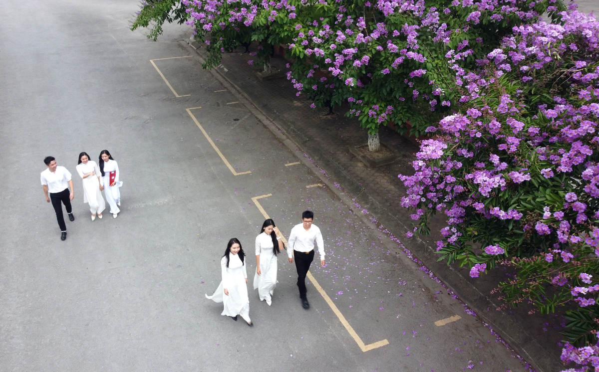 Bằng lăng được xem như loại cây được trồng nhiều nhất trên các tuyến phố, trường học ở Thanh Hóa.