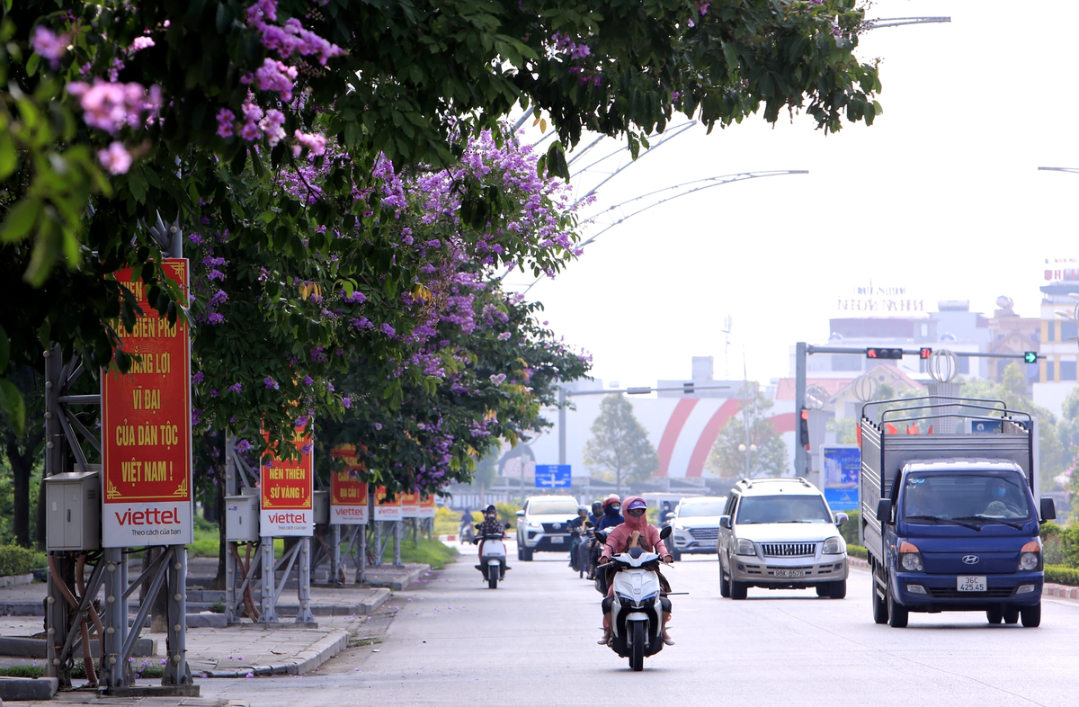 Chính những hàng cây bằng lăng tím làm không gian trên các tuyến đường ở Thanh Hóa trở nên thêm đẹp hơn.