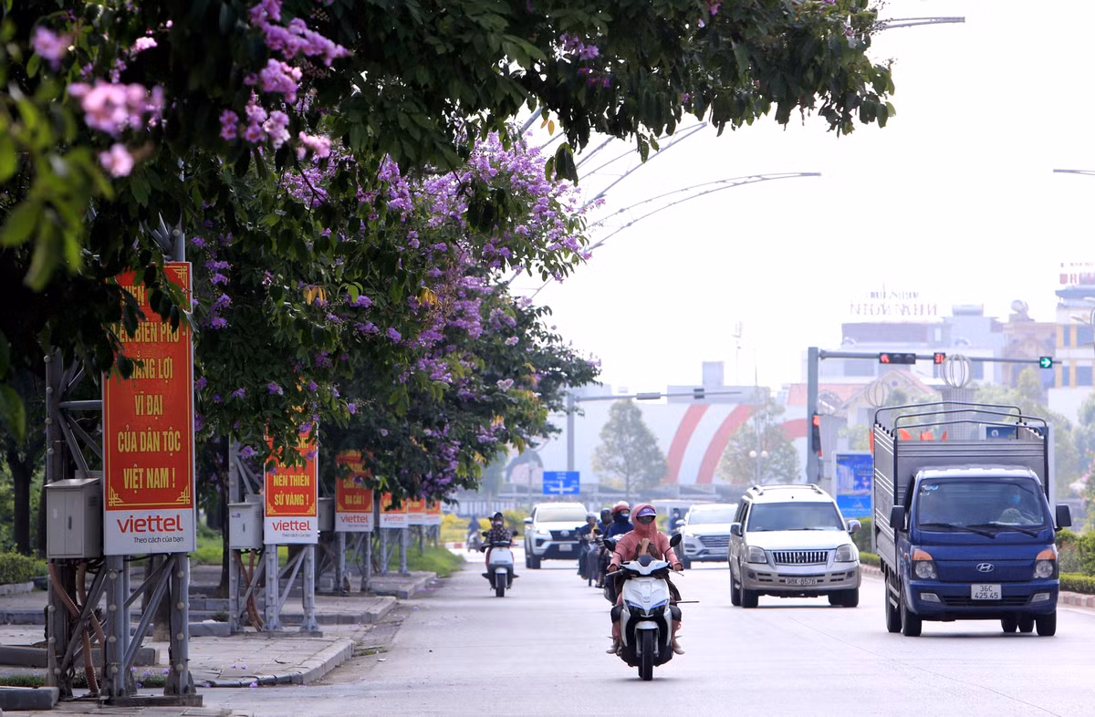 Chính những hàng cây bằng lăng tím làm không gian trên các tuyến đường ở Thanh Hóa trở nên thêm đẹp hơn.