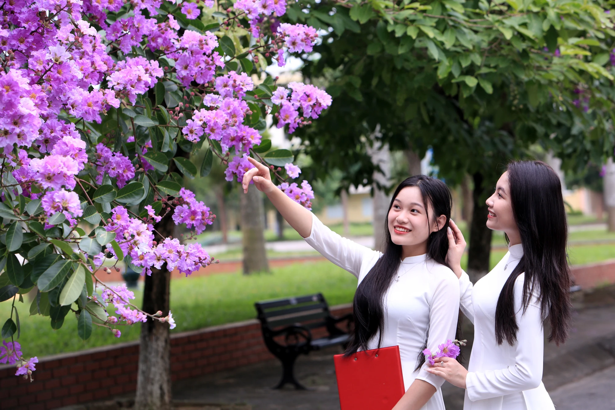 Màu tím hoa bằng lăng thể hiện sự thủy chung, dịu dàng và lãng mạn khiến nhiều người thích thú, chiêm ngưỡng.