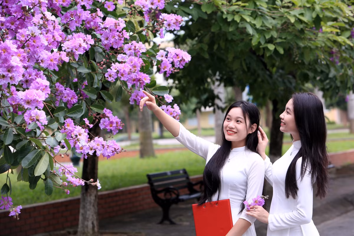 Màu tím hoa bằng lăng thể hiện sự thủy chung, dịu dàng và lãng mạn khiến nhiều người thích thú, chiêm ngưỡng.