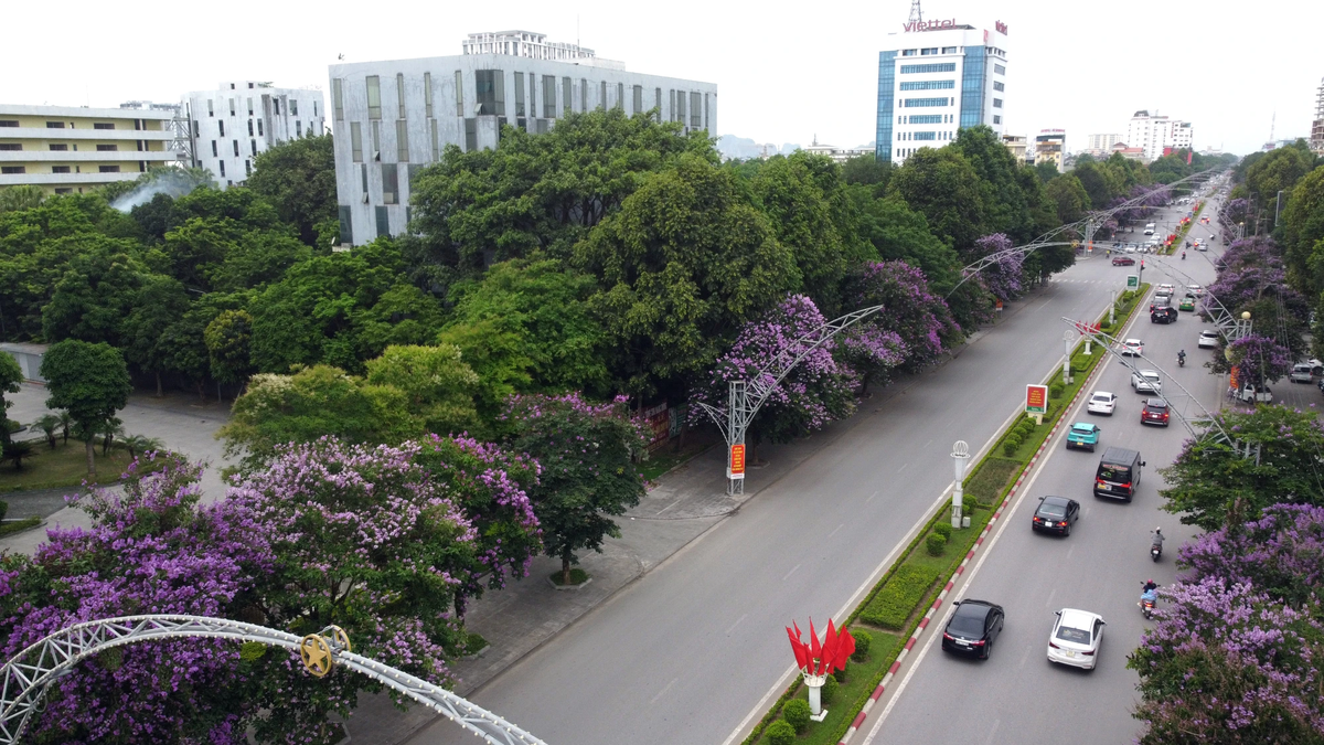 Không chỉ ở trường học trên nhiều tuyến phố tại TP Thanh Hóa như đại lộ Lê Lợi, Võ Nguyên Giáp, đường Lạc Long Quân, Lý Nam Đế... cũng được phủ lớp lớp sắc tím bằng lăng.