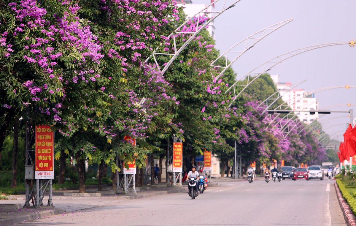 Đại lộ Lê Lợi mùa hoa bằng lăng được xem là đại lộ đẹp nhất ở Thanh Hóa ở thời điểm này.