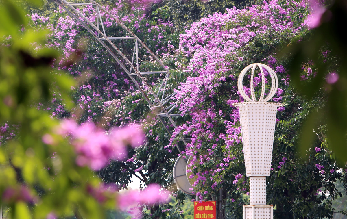 Với nhiều người, khi hoa bằng lăng nở báo hiệu cho mùa hè, mùa chia tay, mùa của nỗi nhớ.