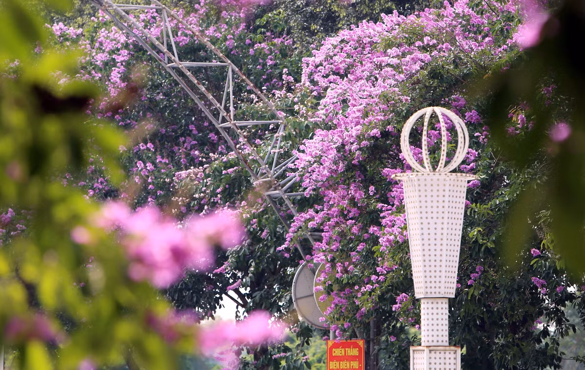 Với nhiều người, khi hoa bằng lăng nở báo hiệu cho mùa hè, mùa chia tay, mùa của nỗi nhớ.