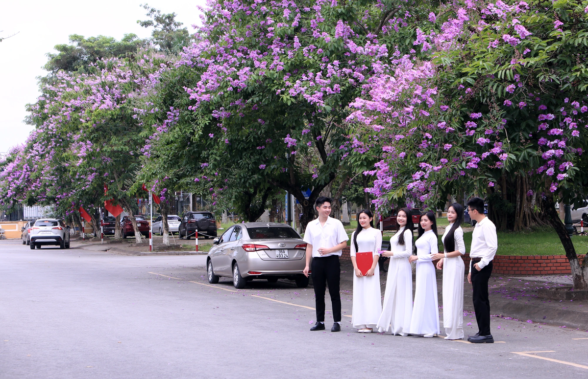 Sắc tím bằng lăng trong khuôn viên Trường Đại học Hồng Đức, Thanh Hóa.