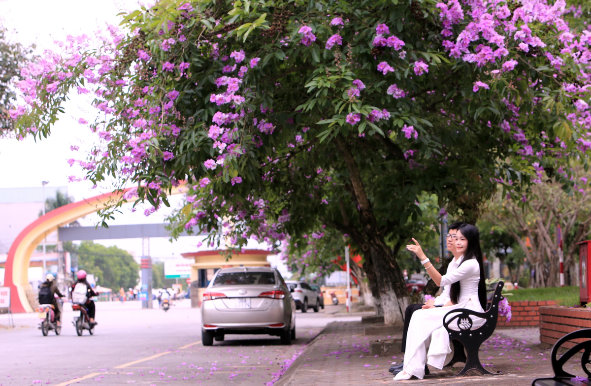 Hoa bằng lăng mang ý nghĩa tình cảm trong sáng, ngây thơ của lứa tuổi học trò.