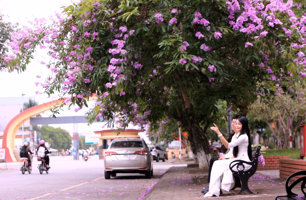 Hoa bằng lăng mang ý nghĩa tình cảm trong sáng, ngây thơ của lứa tuổi học trò.