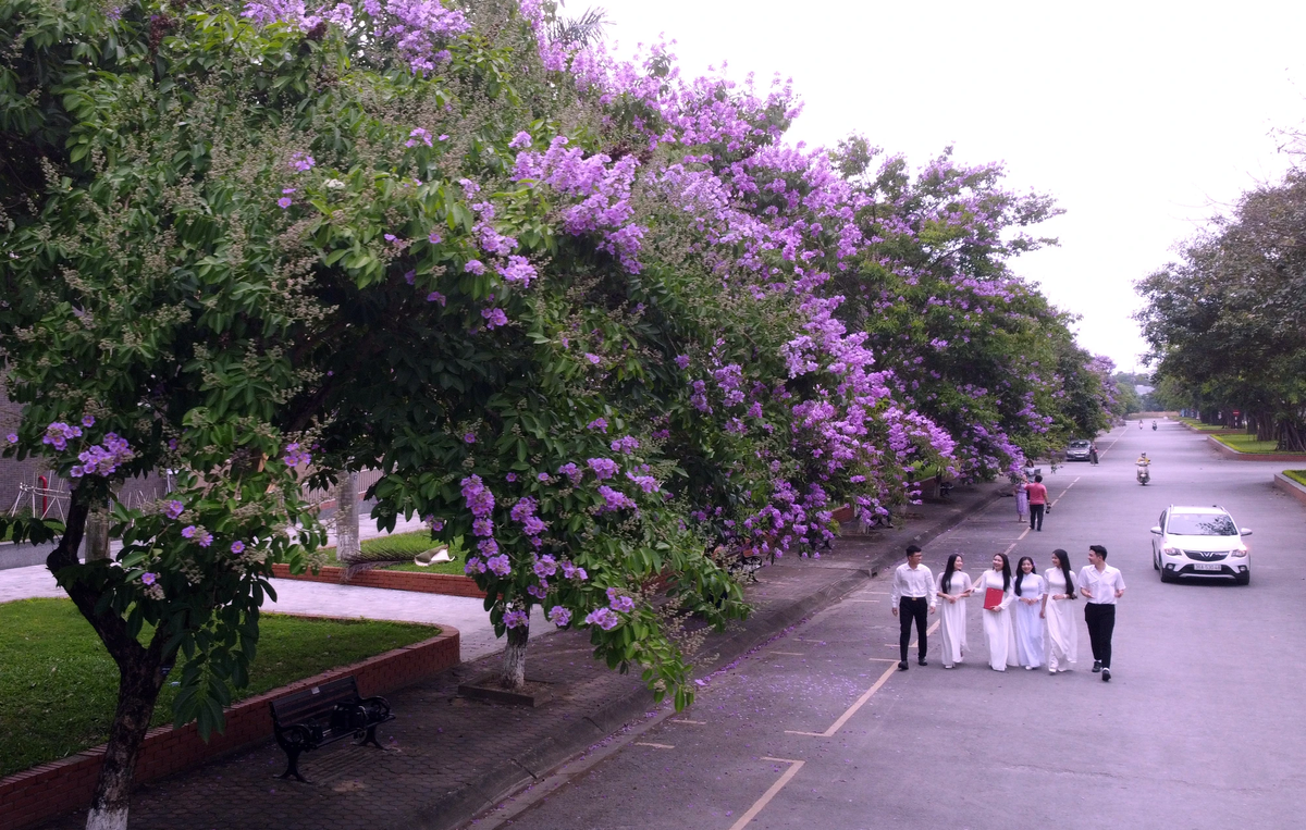 Những ngày qua trên các tuyến phố, trường học, công sở ở Thanh Hóa, hoa bằng lăng đồng loạt bung nở rợp trời tím tím ngắt tạo nên khung cảnh đầy lãng mạn.