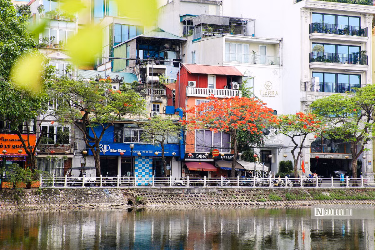 Những chùm phượng đỏ đang tạo thêm sắc màu rực rỡ cho Thủ đô những ngày đầu hè.