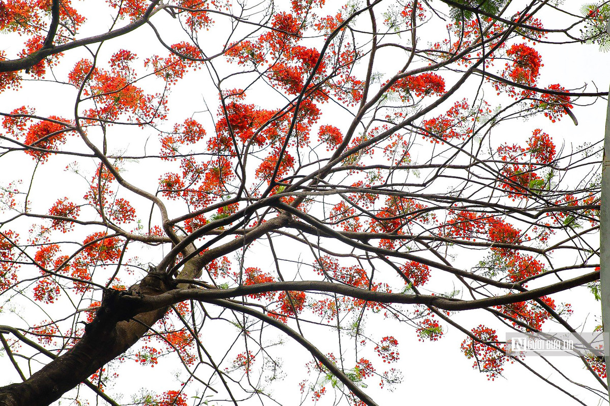 Hoa phượng nở rộ từ tháng 5 đến giữa tháng 9 hàng năm.