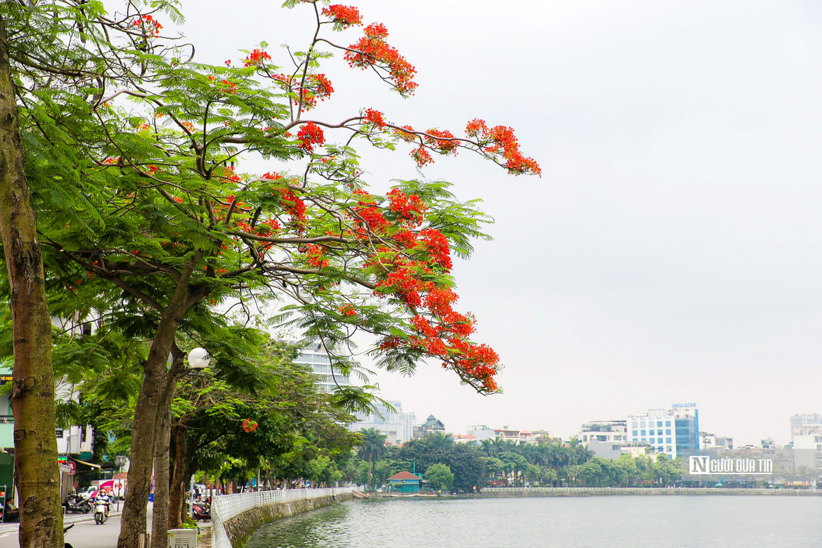 Từng chùm hoa phượng rực đỏ tại 1 góc hồ Tây.