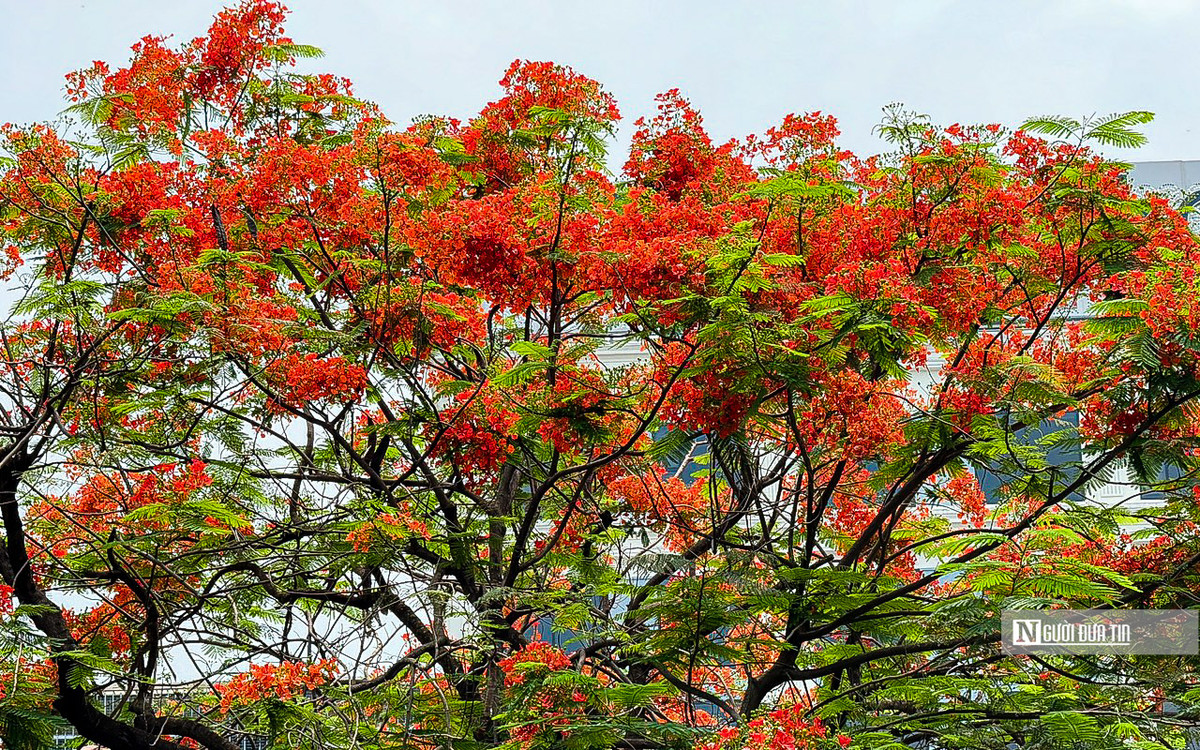Đoạn đường kéo dài gần chục km bắt đầu được nhuộm đỏ rực bởi sắc hoa phượng vĩ.