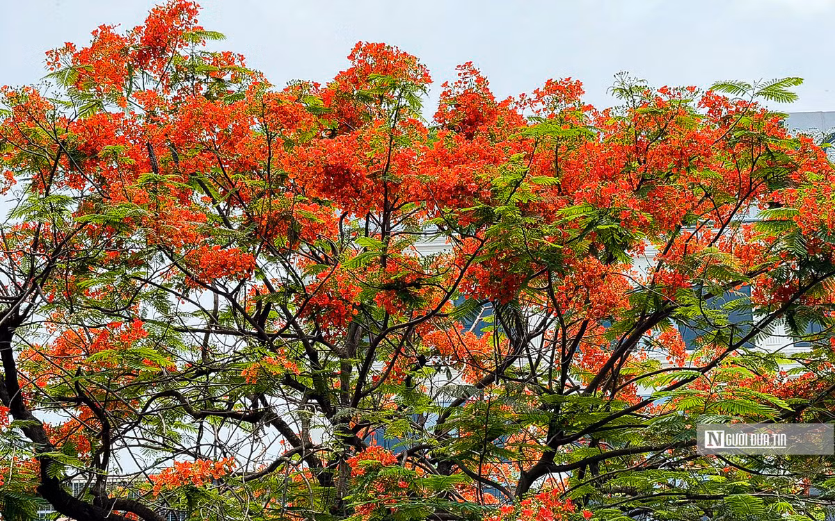 Đoạn đường kéo dài gần chục km bắt đầu được nhuộm đỏ rực bởi sắc hoa phượng vĩ.