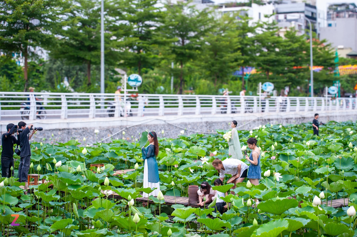 Vao mua sen, tho anh tai Ha Noi kiem tien trieu moi ngay