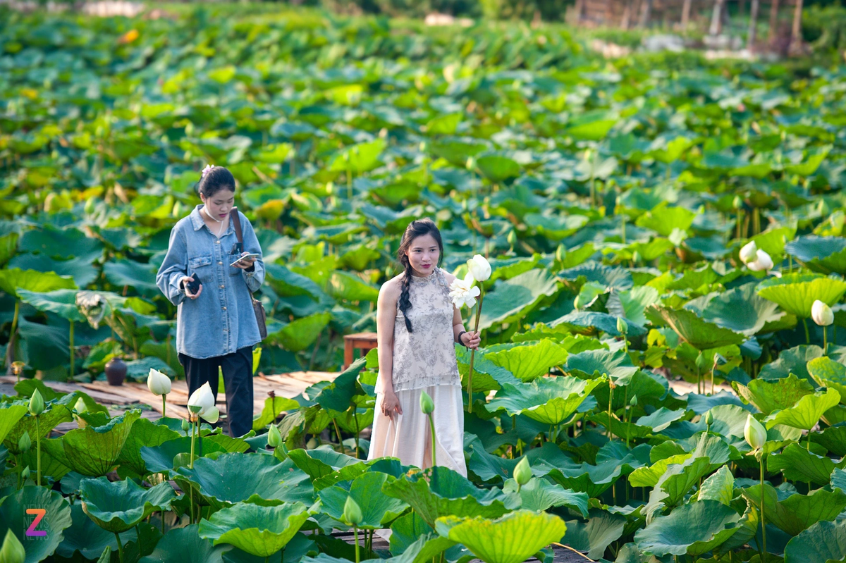 Sen mới chớm nở, khung cảnh chưa ngập tràn sắc hoa, song nhiều người cho biết vẫn lựa chọn đi chụp từ thời điểm này để tránh cảnh đông đúc, xếp hàng.