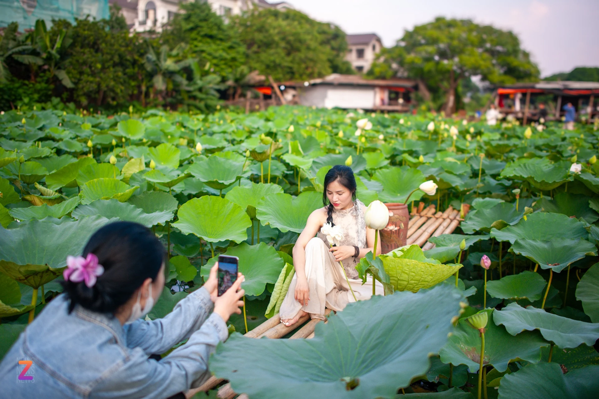 Sống ở Hà Nội hàng chục năm, nhưng đây là lần đầu chị Nguyễn Thị Giang (quận Thanh Xuân) đến Hồ Tây chụp ảnh với hoa sen. Chị cho biết: "Tôi từng muốn đi chụp ảnh ở đầm sen nhiều lần nhưng vì quá bận công việc nên chưa thể thực hiện được. Hôm nay tận dụng thời gian sau khi tan làm, tôi và đồng nghiệp tạt qua đây chụp ảnh, vì thời gian có hạn nên chúng tôi lựa chọn chụp luôn bằng điện thoại".